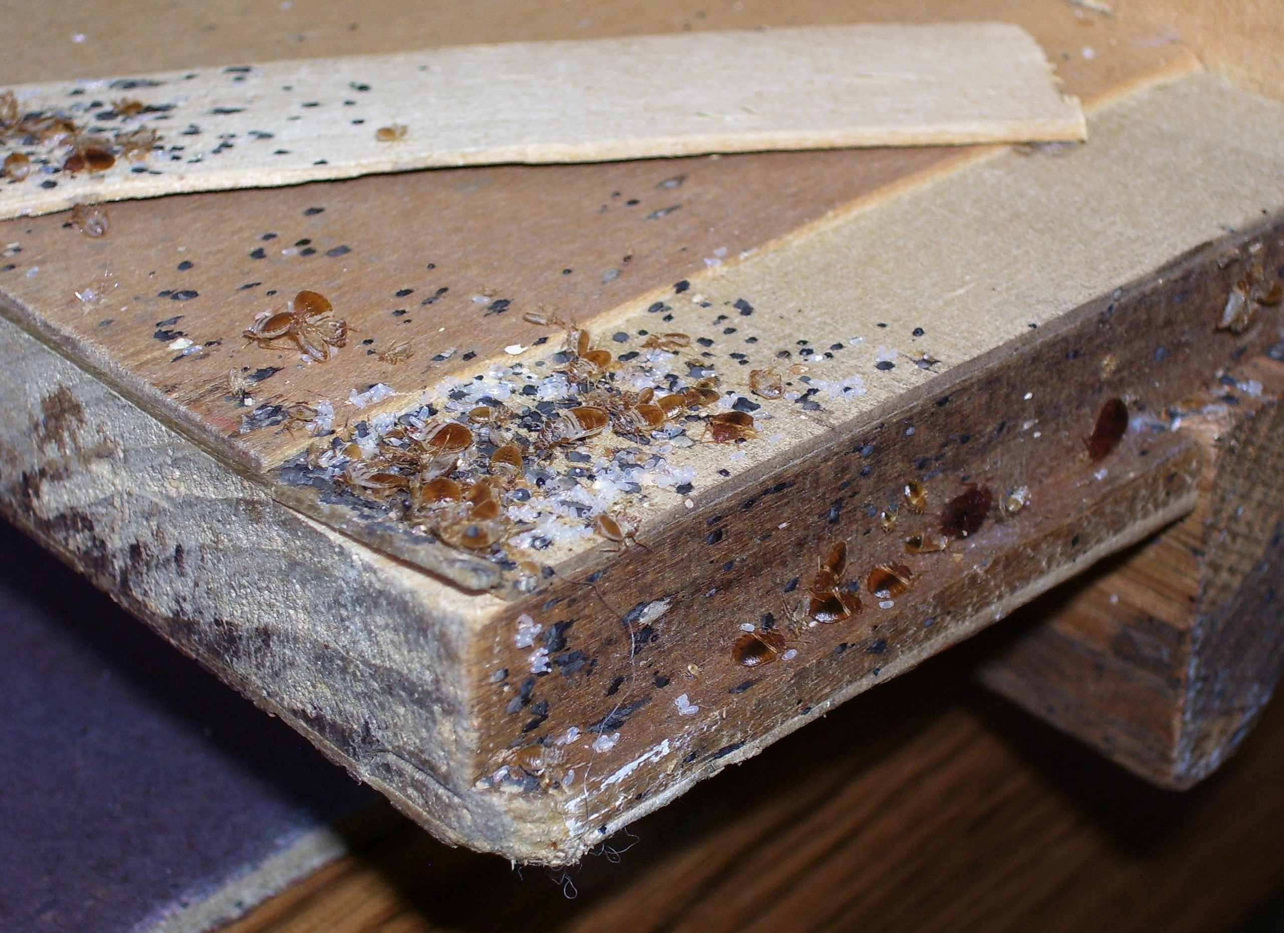 bed bug damage